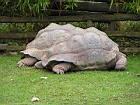Tortue striee ou a eperons, Geochelone sulcata(ord. Testudines)(fam. Testudinides) (Photo F. Mrugala) (4)